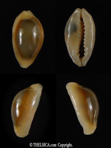 Monetaria annulus annulus .. Rostrate ... 18.44 mm Gem-0