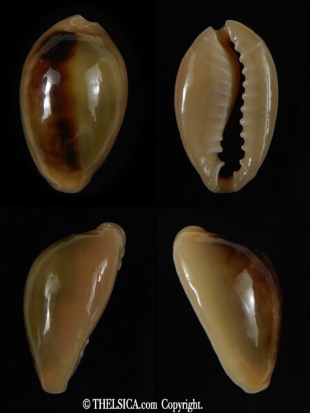 Monetaria annulus annulus SP colour ... 23.45 mm Gem-0
