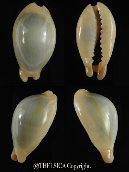 Monetaria annulus appendiculata 20.40 mm gem-0