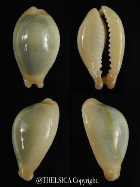 Monetaria annulus appendiculata 20.92 mm gem-0