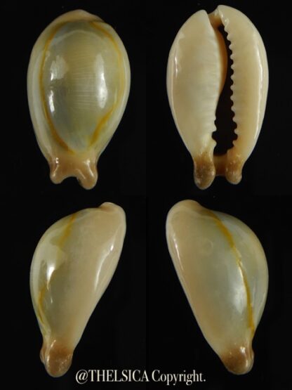 Monetaria annulus appendiculata 24.12 mm gem-0