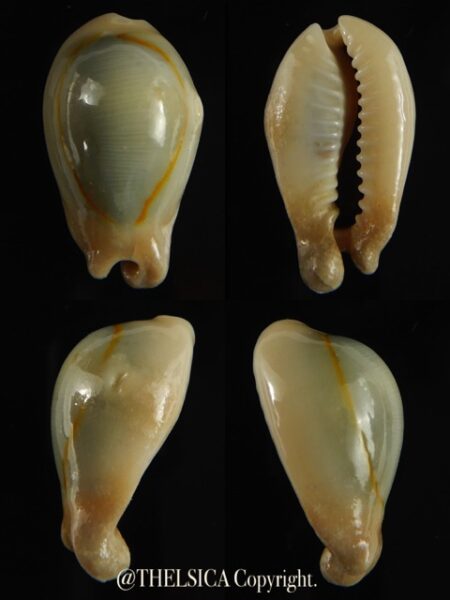 Monetaria annulus appendiculata 24.13 mm gem-0