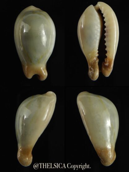 Monetaria annulus appendiculata 24.38 mm gem-0
