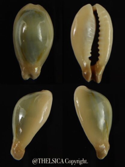 Monetaria annulus appendiculata 24.60 mm gem-0