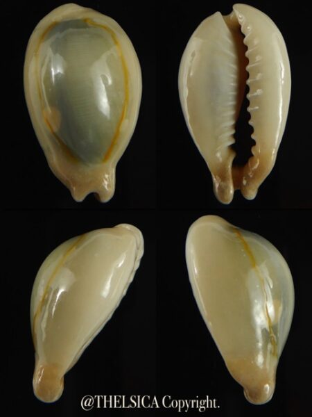 Monetaria annulus appendiculata 25.35 mm gem-0