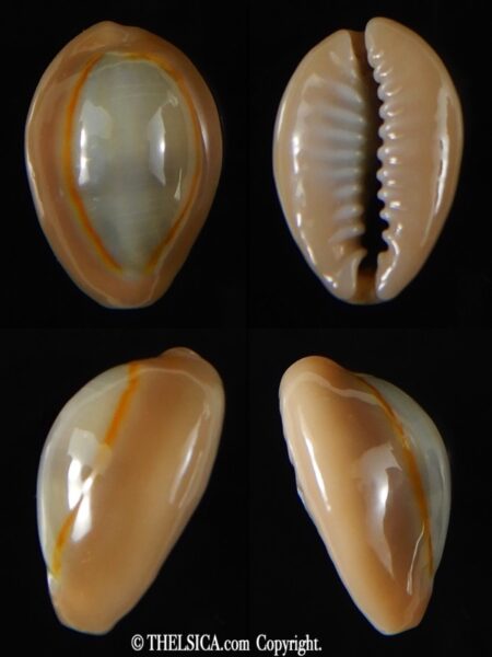 Monetaria annulus circumpicta 18.82 mm Gem-0