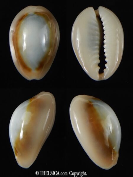 Monetaria annulus circumpicta 19.92 mm Gem-0