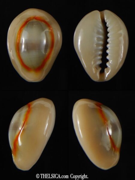 Monetaria annulus circumpicta 21.24 mm Gem -0