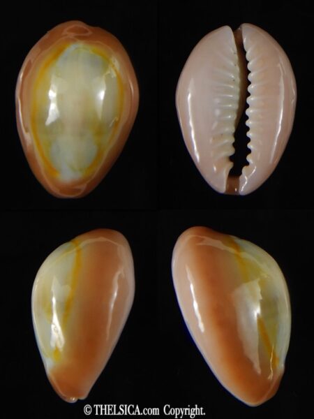 Monetaria annulus circumpicta 21.60 mm Gem-0