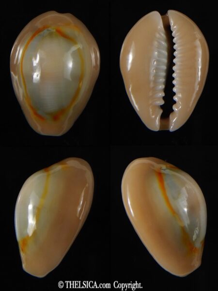Monetaria annulus circumpicta 24.17 mm Gem -0