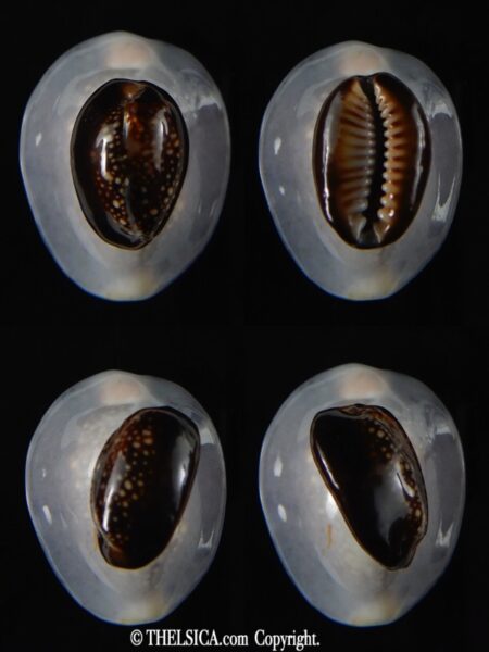 Monetaria caputserpentis ... Extremly small ... 16,36 mm Gem -0