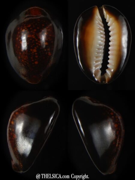 Monetaria caputserpentis ... RUSTY ... 31.64 mm F+++/Gem -0