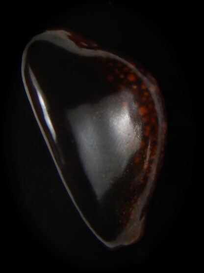 Monetaria caputserpentis ... RUSTY ... 31.64 mm F+++/Gem -59649