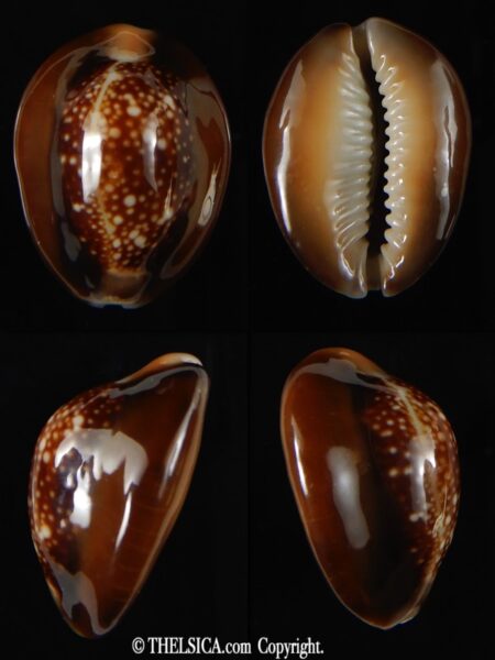 Monetaria caputserpentis ... SP ... 26.62 mm Gem -0