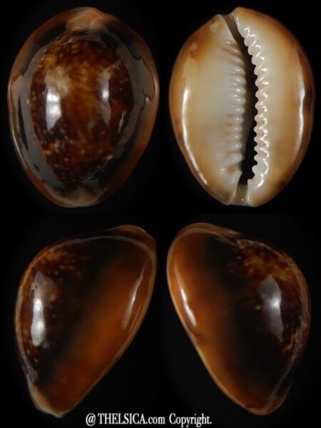 Monetaria caputserpentis ... SP ... 27,24 mm Gem -0