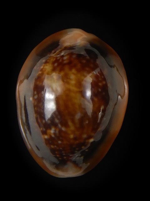 Monetaria caputserpentis ... SP ... 27,24 mm Gem -59665