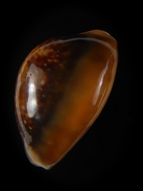 Monetaria caputserpentis ... SP ... 27,24 mm Gem -59663