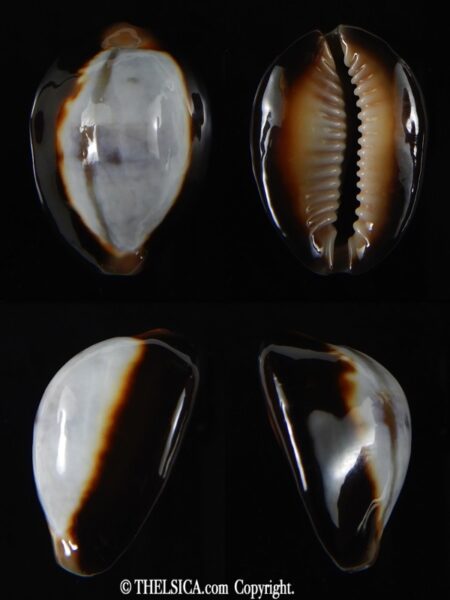 Monetaria caputserpentis ... SP Colour ... 27.94 mm Gem -0