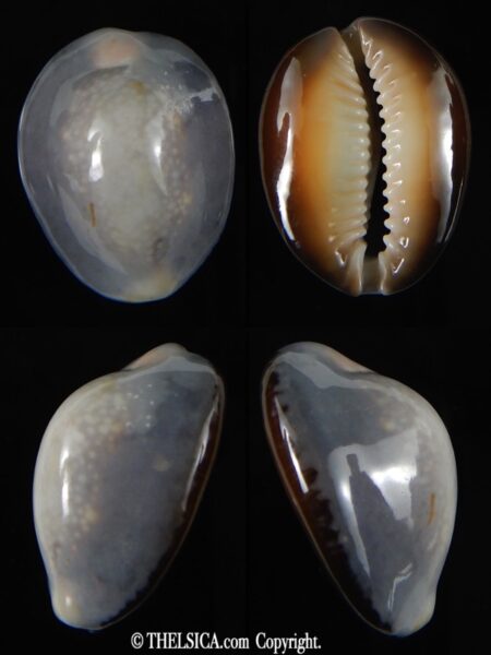 Monetaria caputserpentis ... SP Colour ... 30.30 mm Gem -0