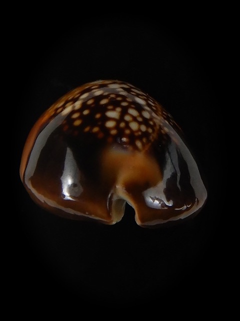 Monetaria caputserpentis aruni .. large banded ... 25,75 mm Gem-59695