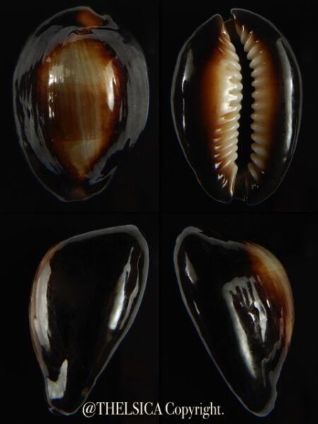 Monetaria caputserpentis ..SP pattern ... 33.34 mm gem -0