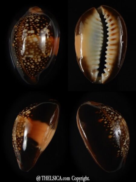 Monetaria caputserpentis aruni .. large banded ... 25,75 mm Gem-0
