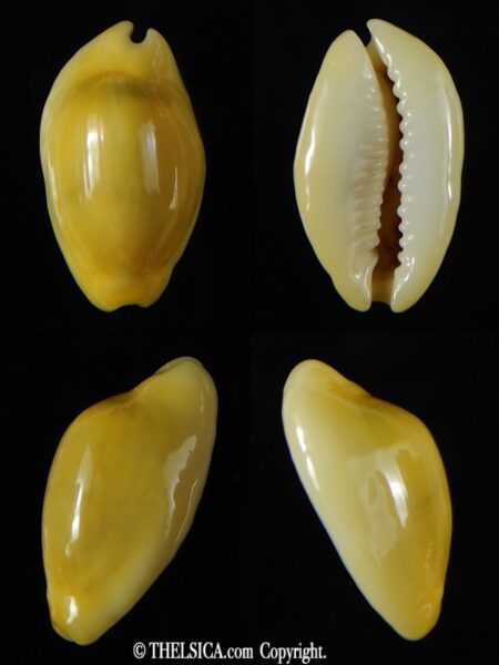 Monetaria moneta ... Rostrate ... 27.35 mm Gem -0