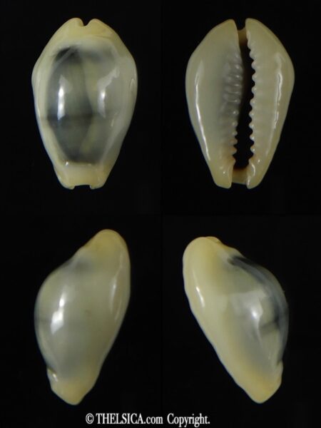 Monetaria moneta ... TOP colour ... 20.19 mm Gem-0