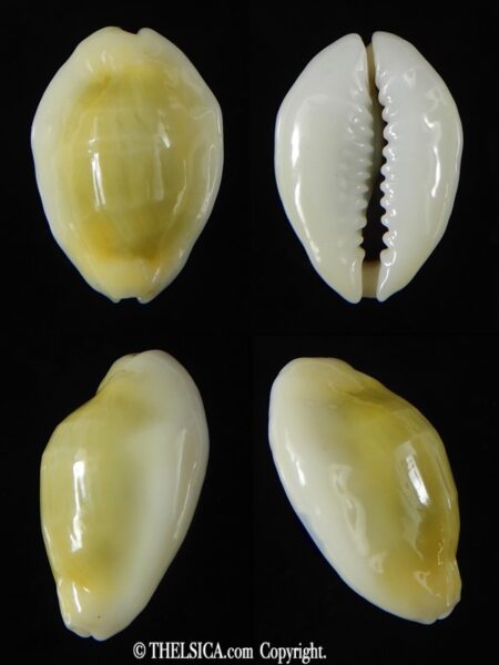 Monetaria moneta ... TOP colour ... 22.03 mm Gem-0