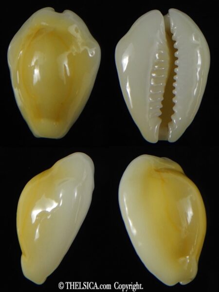 Monetaria moneta ... TOP colour ... 23.87 mm Gem-0