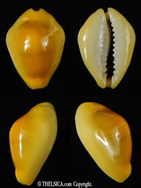 Monetaria moneta ... TOP colour ... 25.04 mm Gem-0