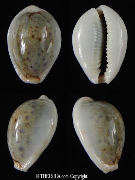 Naria boivini ...SP colour ... 25.04 mm Gem-0