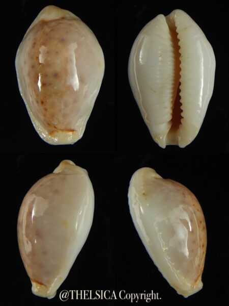 Naria boivini cuatoni 23.62 mm Gem-0