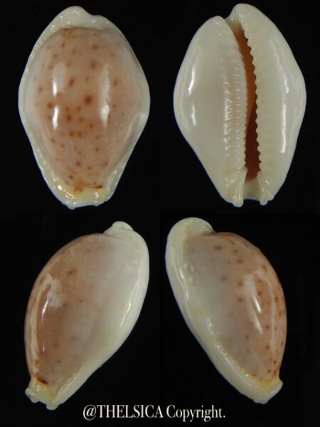 Naria boivini cuatoni 24.53 mm Gem-0