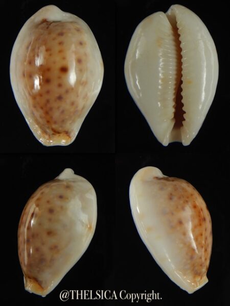 Naria boivini cuatoni 24.90 mm Gem-0