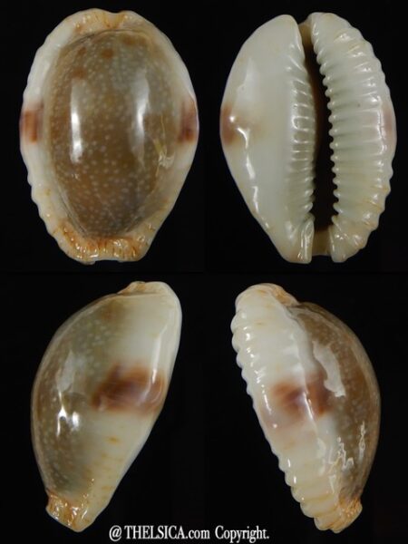 Naria erosa chlorizans 31.70 mm gem-0