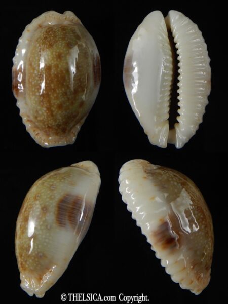 Naria erosa chlorizans 37.64 mm Gem -0
