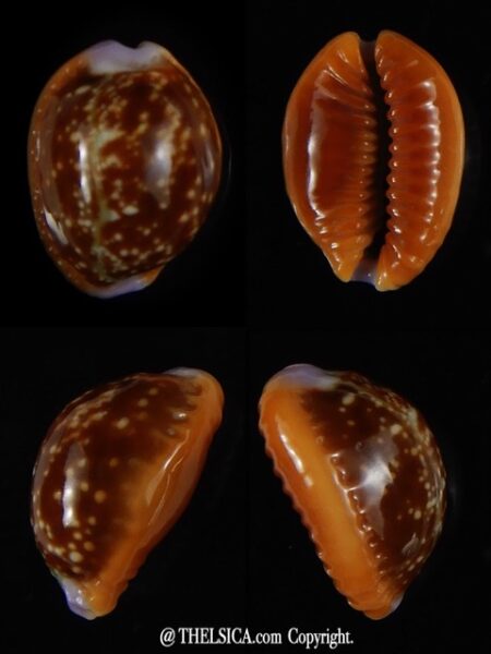 Naria helvola helvola ...Ball shape ... 18,82 mm Gem -0