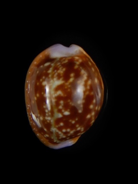 Naria helvola helvola ...Ball shape ... 18,82 mm Gem -59736