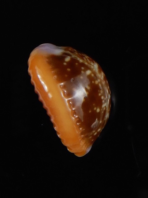 Naria helvola helvola ...Ball shape ... 18,82 mm Gem -59735