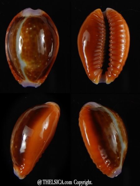 Naria helvola helvola 23.56 mm Gem -0