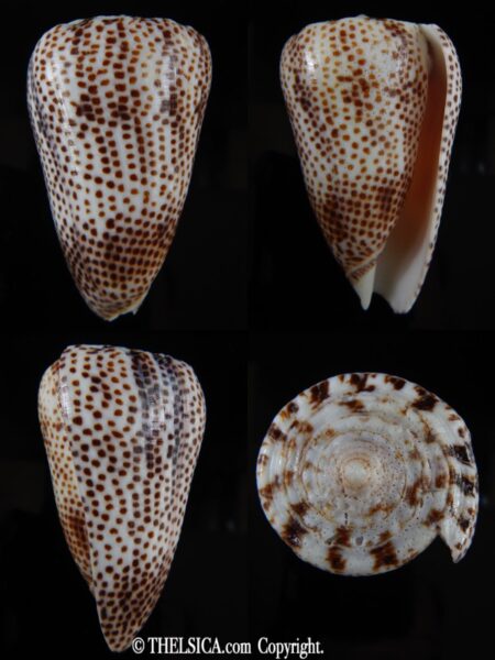 Puncticulis pulicarius vautieri .. GIANT ... 71,24 mm F+++/Gem-0