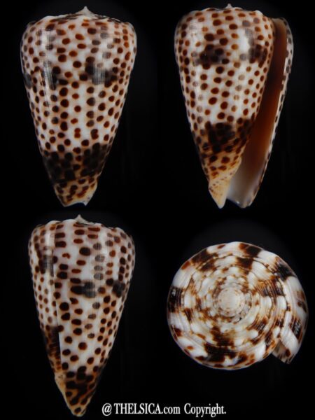 Puncticulus vautieri..GIANT... 44,23 mm Gem-0