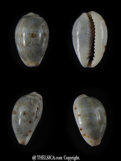 Purpuradusta gracilis hilda 16,12 mm Gem-0