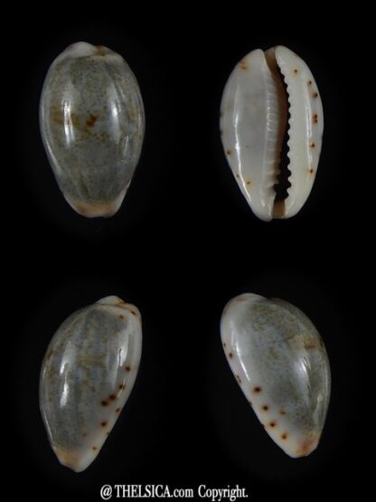Purpuradusta gracilis hilda 16,57 mm Gem-0