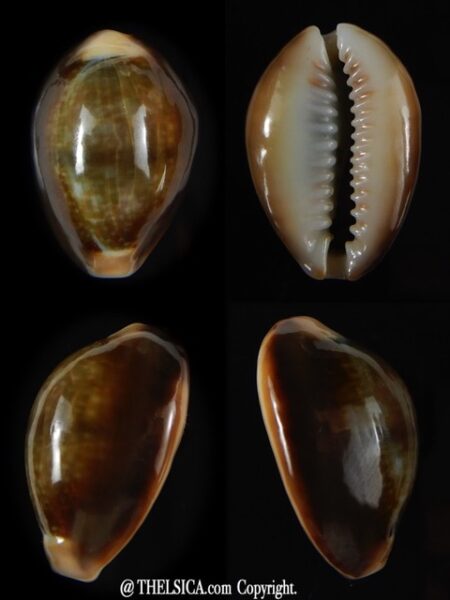SP HYBRIDE!!! caputserpentis/ poraria !!! 28,45 mm Gem -0
