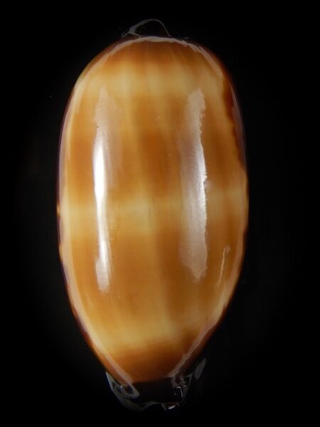 Talparia talpa talpa 55.24 mm Gem -59772