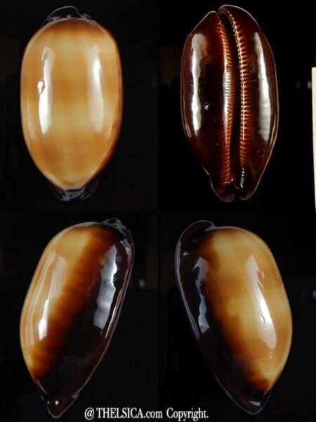 Talparia talpa talpa 73.05 mm Gem (-) -0