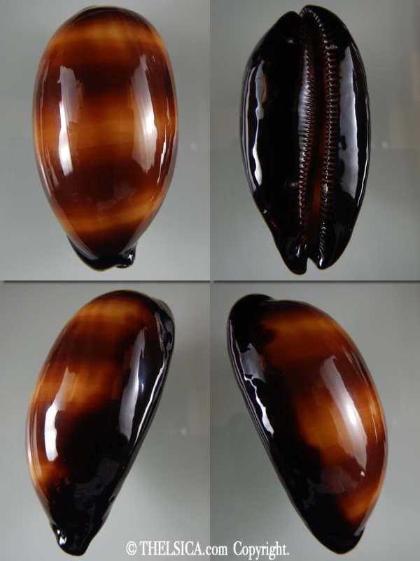 talparia talpa talpa ... Big size ... 82.67 mm F+++/Gem -0