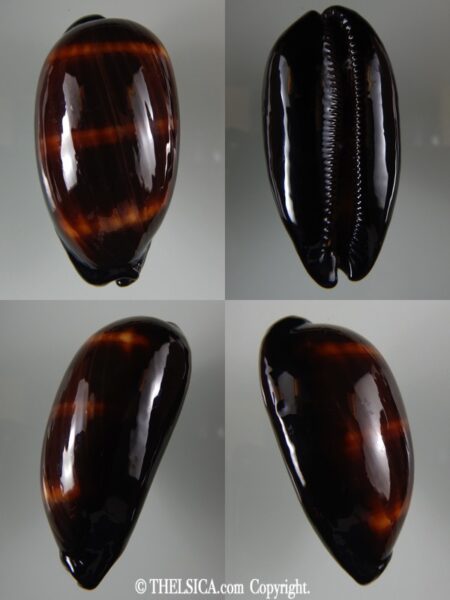 talparia talpa talpa ...Black ... 65.60 mm Gem -0